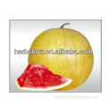Yellow skin Seedless Watermelon seeds F1 Hybrid